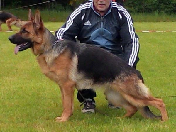 Zoe von der Heimelbach | German Shepherd Dog 