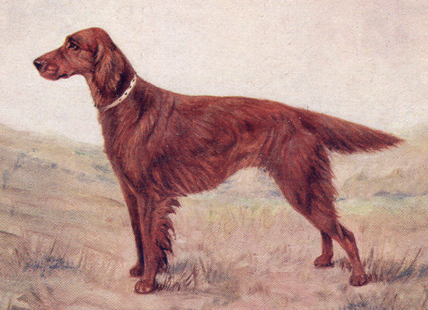 Strabane Sally | Irish Setter 