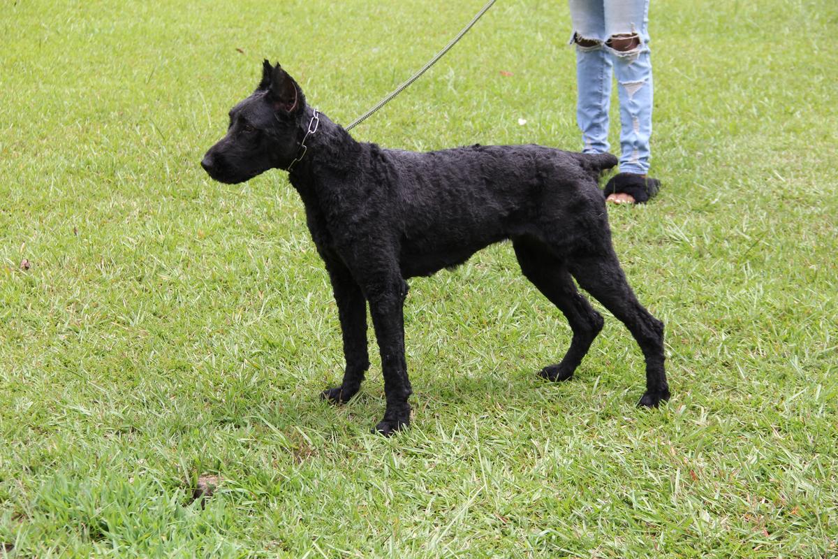 UBJ CARBONADO EBONY | Bouvier des Flandres 