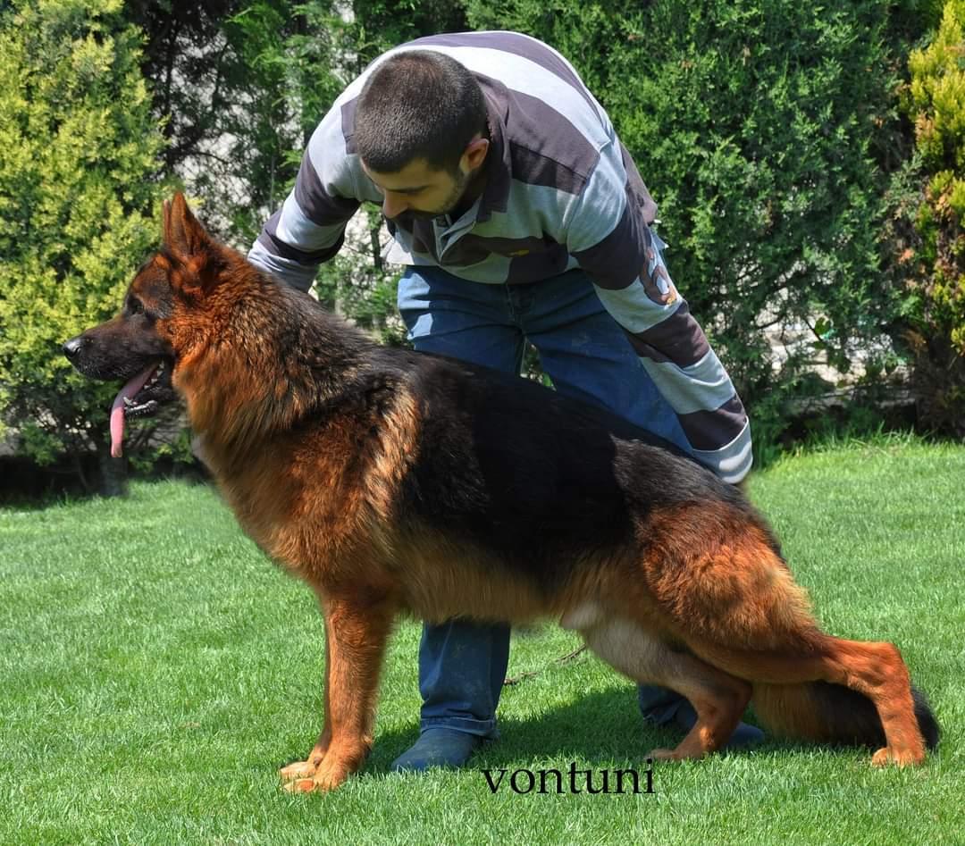 Ifi von der Kocaeli | German Shepherd Dog 