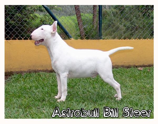 Astrobull Bill Steer | Bull Terrier 