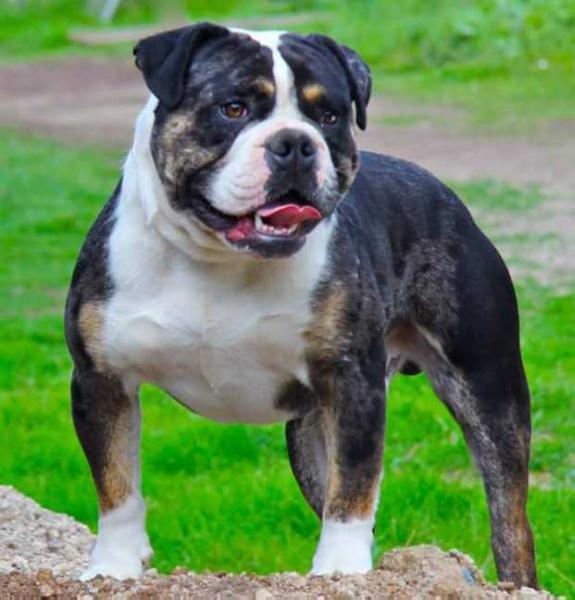 Wildwood Dusty | Olde English Bulldogge 