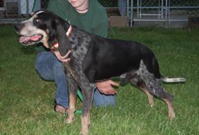 Frosty Blue Bo Bo | Bluetick Coonhound 