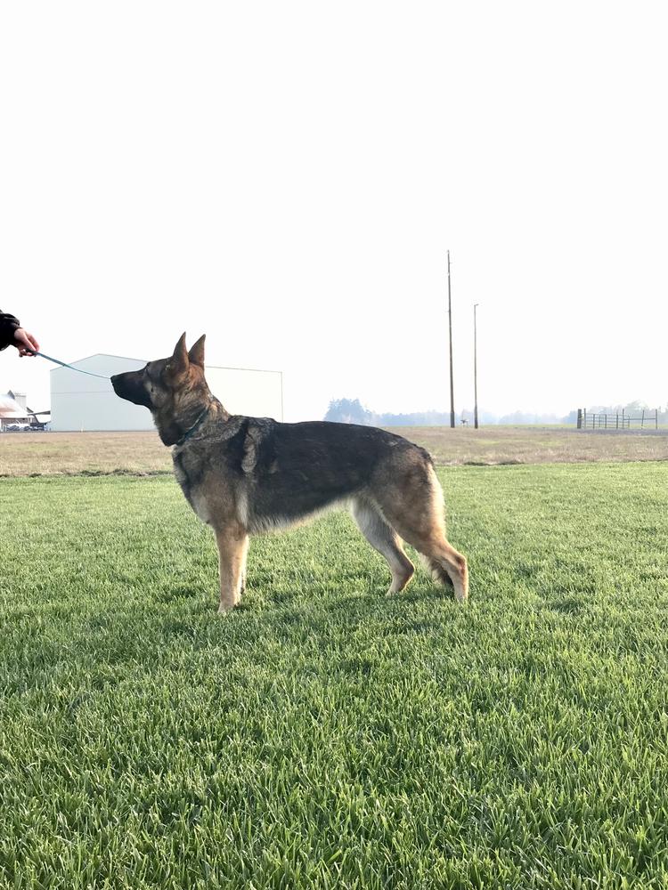 Abbey Views Nadja | German Shepherd Dog 