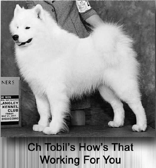 Tobil's How's That Working For You | Samoyed 