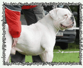 Earthquake Shattering Snowflake | American Bulldog 
