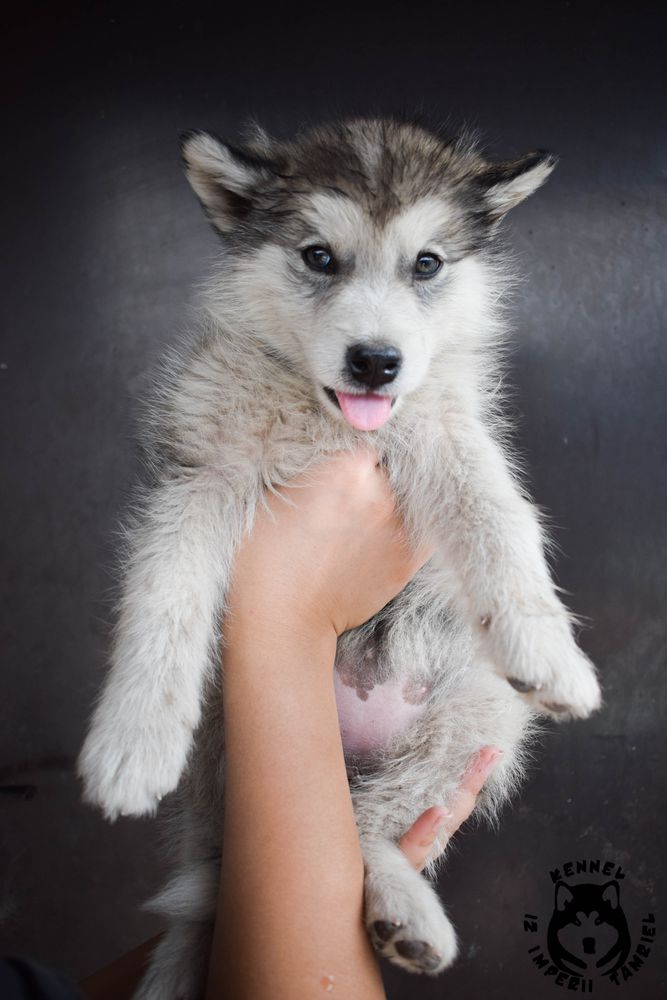 Fjola iz Imperii Tamriel | Alaskan Malamute 