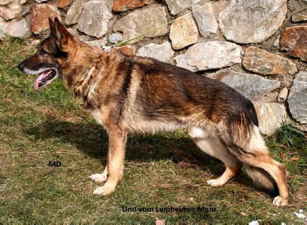 Uno vom Leipheimer Moor | German Shepherd Dog 