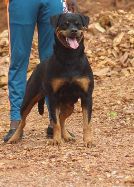 Sunade Amber | Rottweiler 