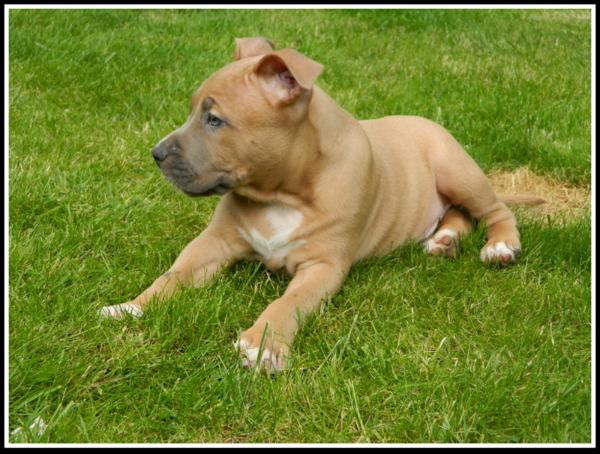 MuscleRock Blood Honor Titan | American Staffordshire Terrier 