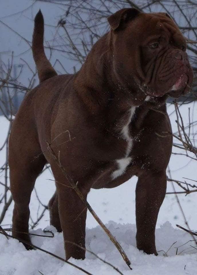 Simply The Bests Cody | Olde English Bulldogge 