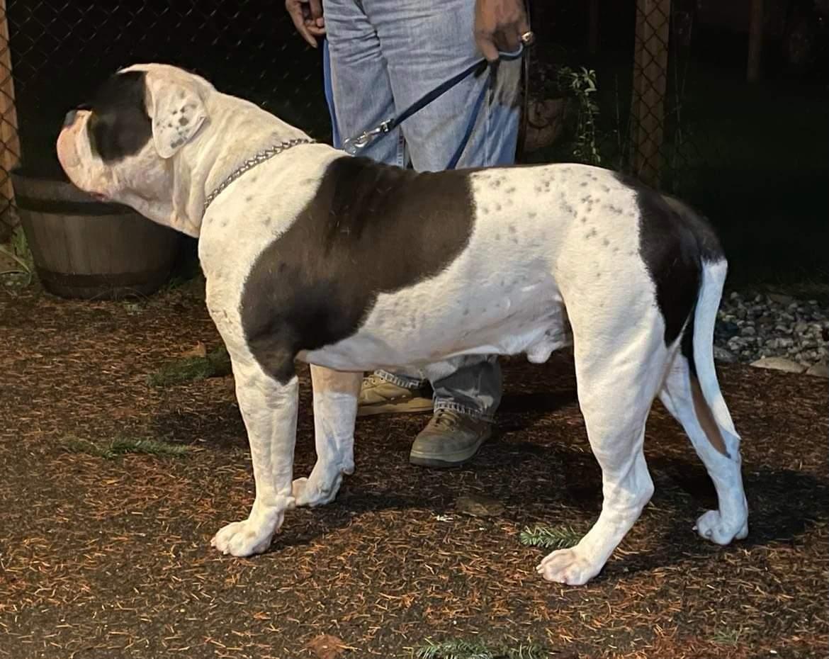 Stomping Ground's Cisco | American Bulldog 