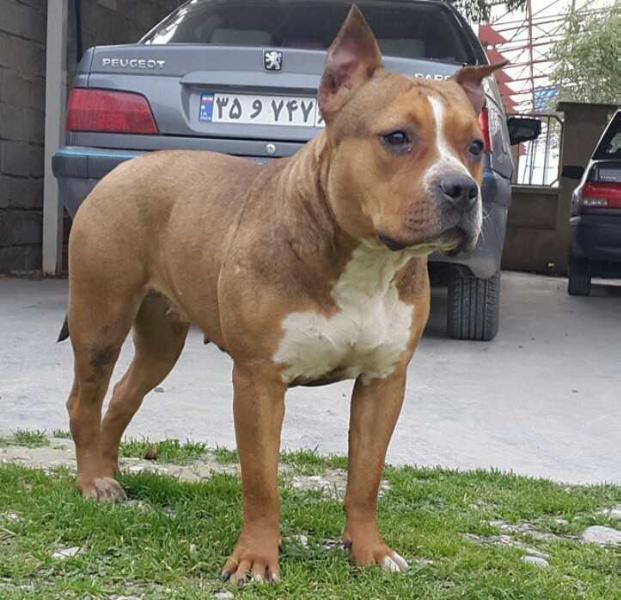 Becky Brings VIA FORTUNA | American Staffordshire Terrier 