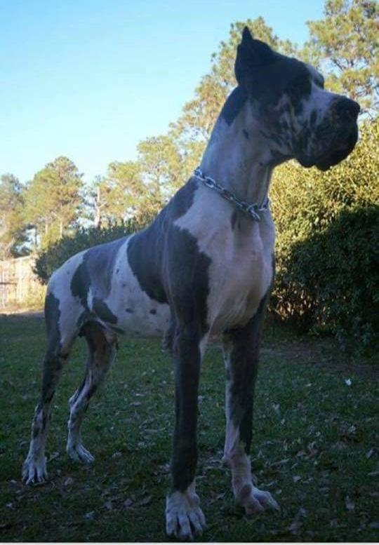 Prime K2 Danes Alpha And Omega At Bbd'S | Great Dane 