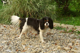 IVORY Rusavska koliba | Cavalier King Charles Spaniel 