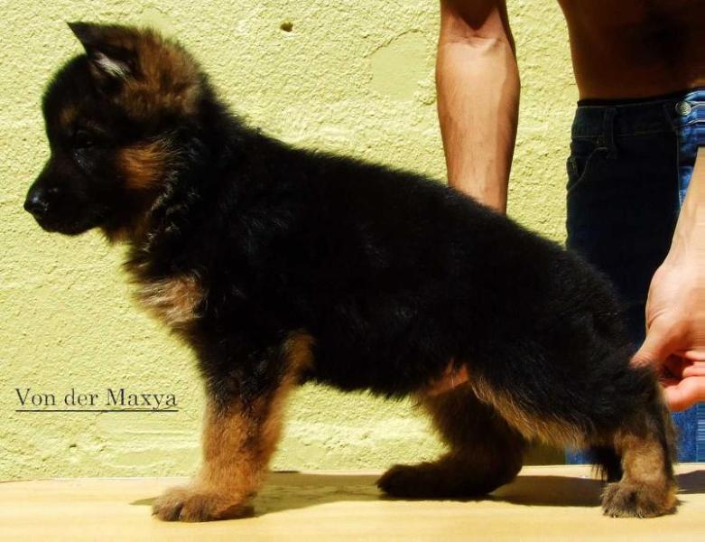 Odyn von der Maxya | German Shepherd Dog 