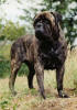 Korona Chikago | Bullmastiff 