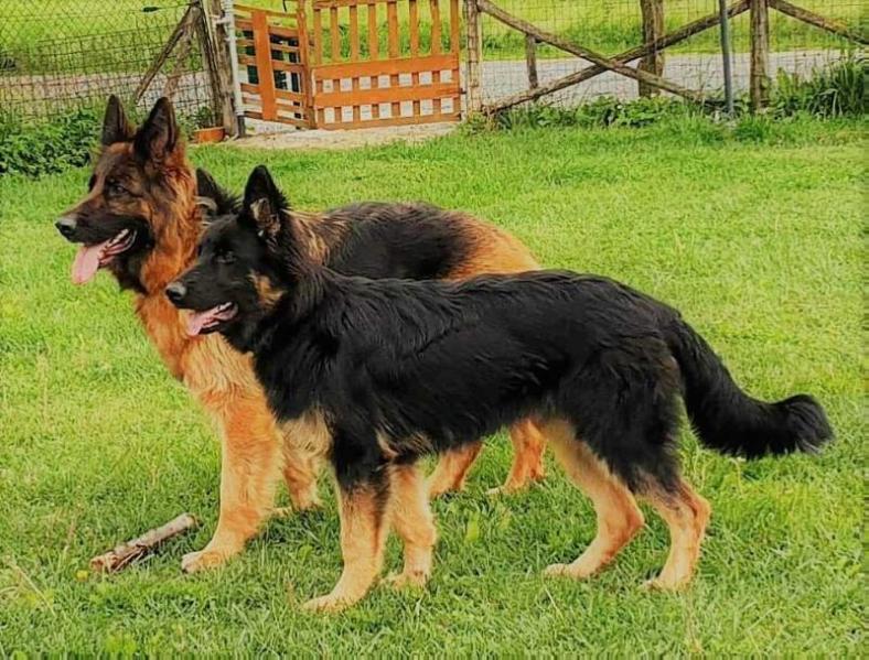 Lilith Fire Storm | German Shepherd Dog 