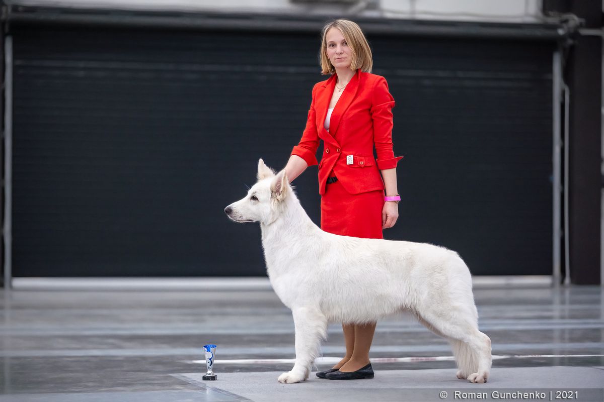 Memory of Angelotti | White Swiss Shepherd Dog 