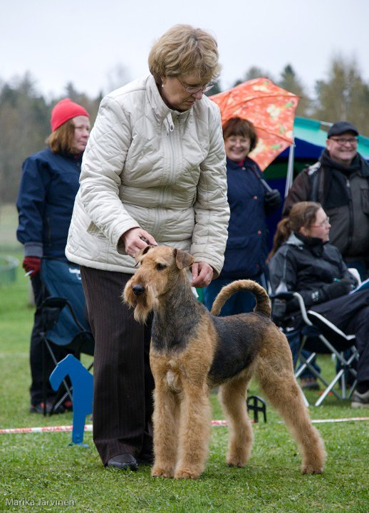 KATHERINA'S LAND NO PROBLEM | Airedale Terrier 