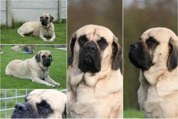 Alba De La Louvagerie | Mastiff 