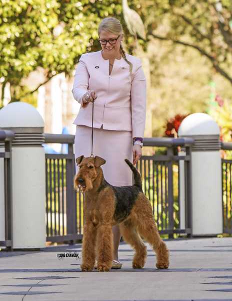 Reydaleterrydale Argo | Airedale Terrier 