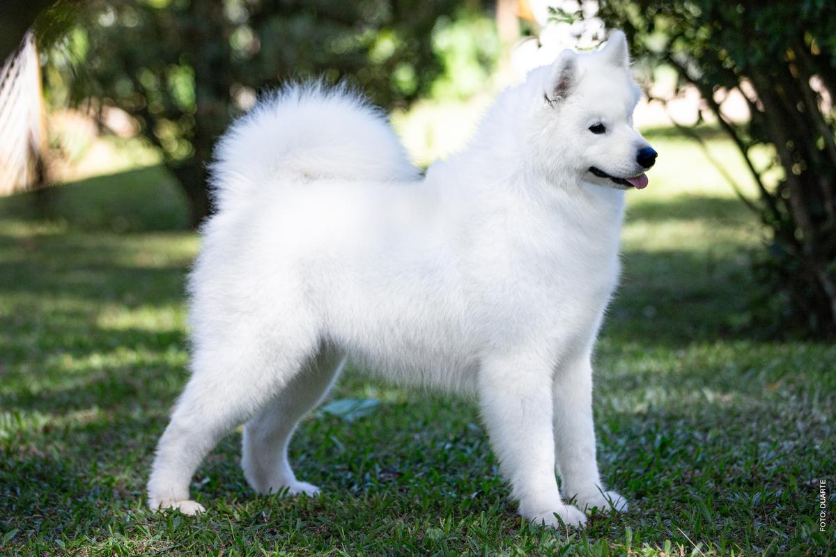 DACHE SAMMYS MY SWEET PAVLOVA | Samoyed 