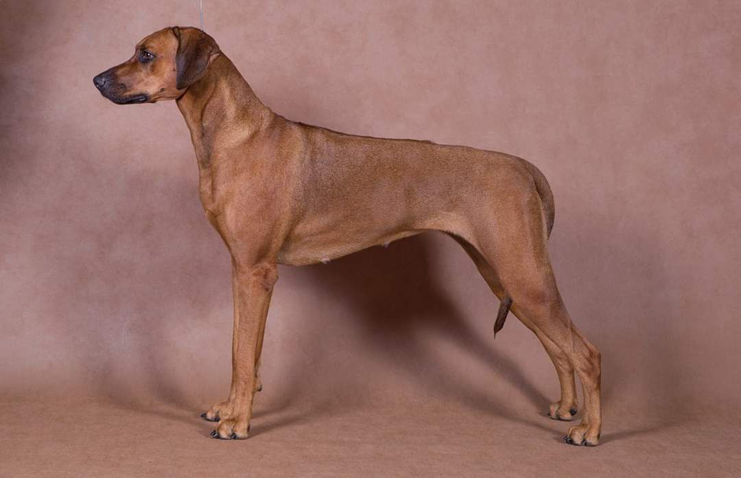 Virdjiniya | Rhodesian Ridgeback 