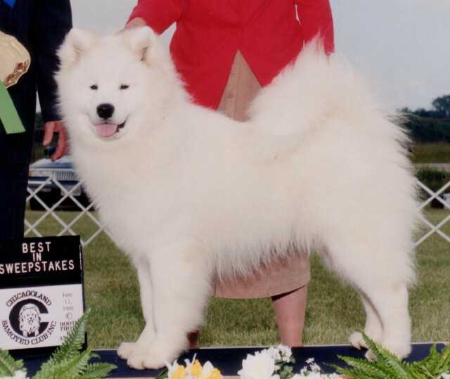 Kolinka`s Mischief Maker | Samoyed 