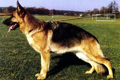 Sandra von der Kapellenhöhe | German Shepherd Dog 