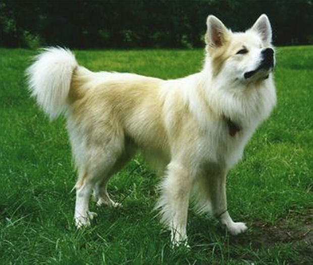 A-Vitus fra Himnabaer | Icelandic Sheepdog 