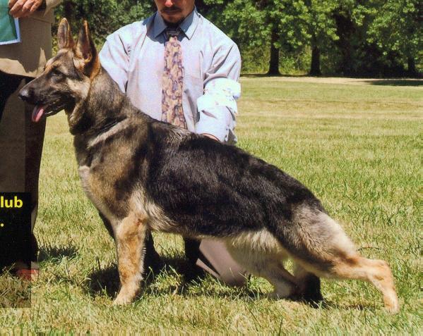 Cantara Hard to Get JJ Encore | German Shepherd Dog 
