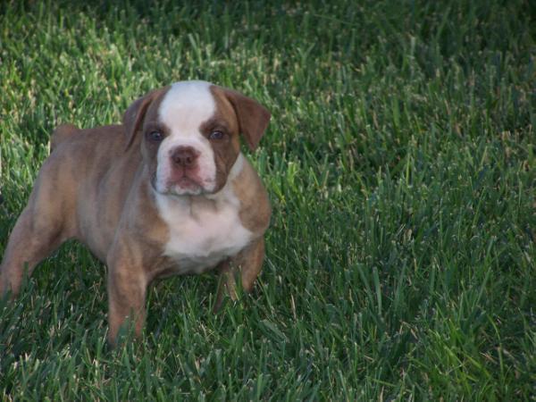 Copeland's Ringo | Olde English Bulldogge 