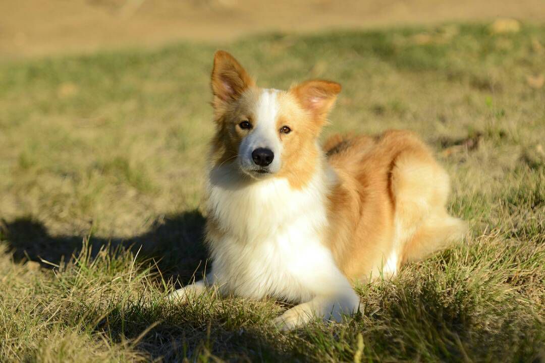 Charles De Herra Charlie | Border Collie 