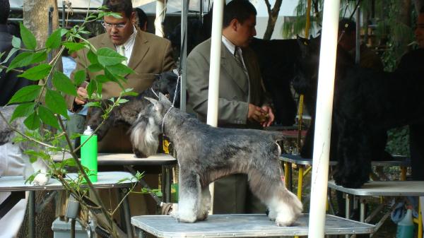 Yankee (Alba) | Miniature Schnauzer 