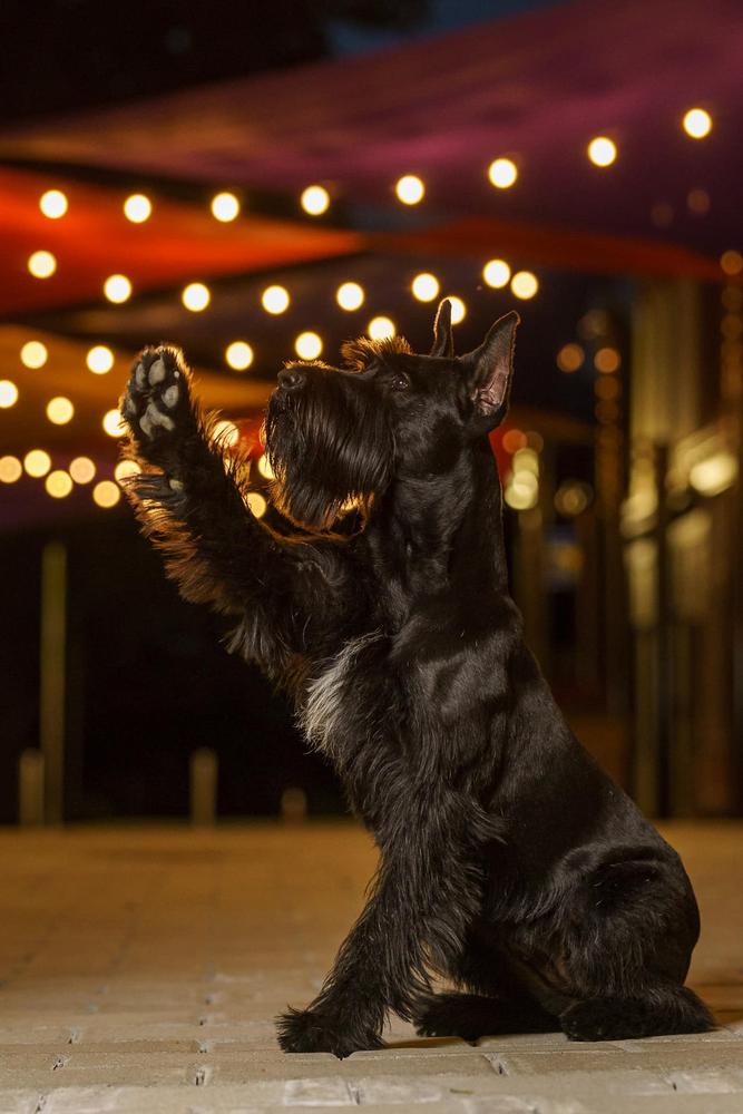 Xena Von Prufenpuden | Giant Schnauzer 