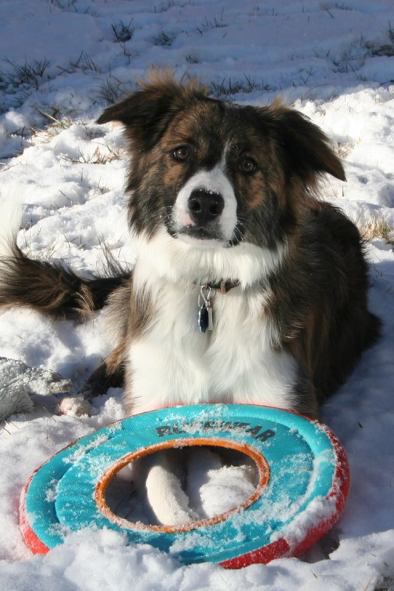 C2C Clove | Border Collie 