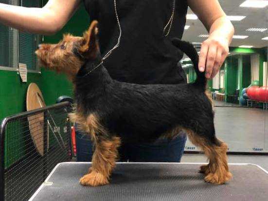 Ra iz Zvezdnogo Grafstva | Australian Terrier 