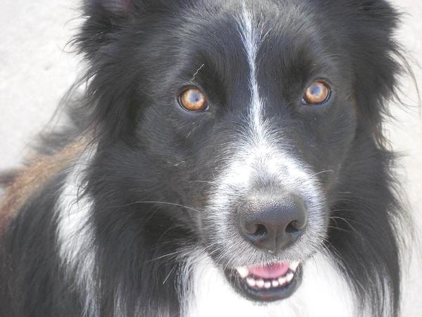 TBC Sid | Border Collie 