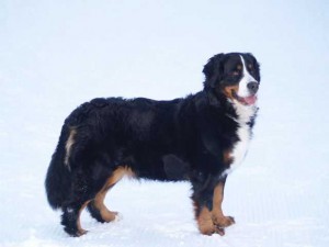 Funatic Vintage | Bernese Mountain Dog 