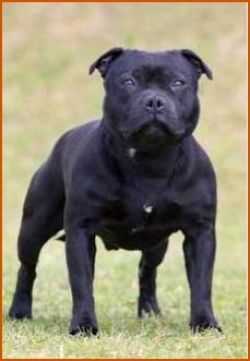 Leger Fear No Medieval JW | Staffordshire Bull Terrier 