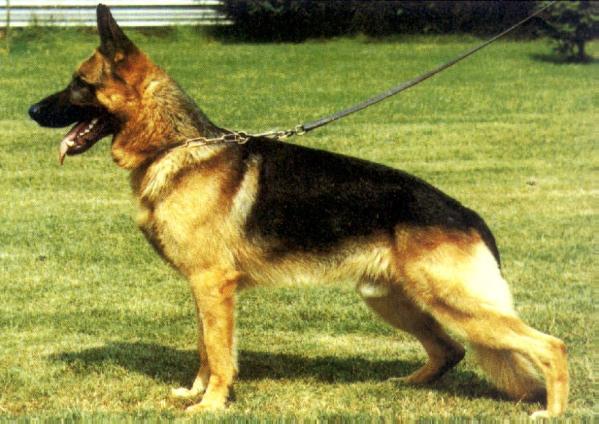 Apoll vom Haus Tigges | German Shepherd Dog 