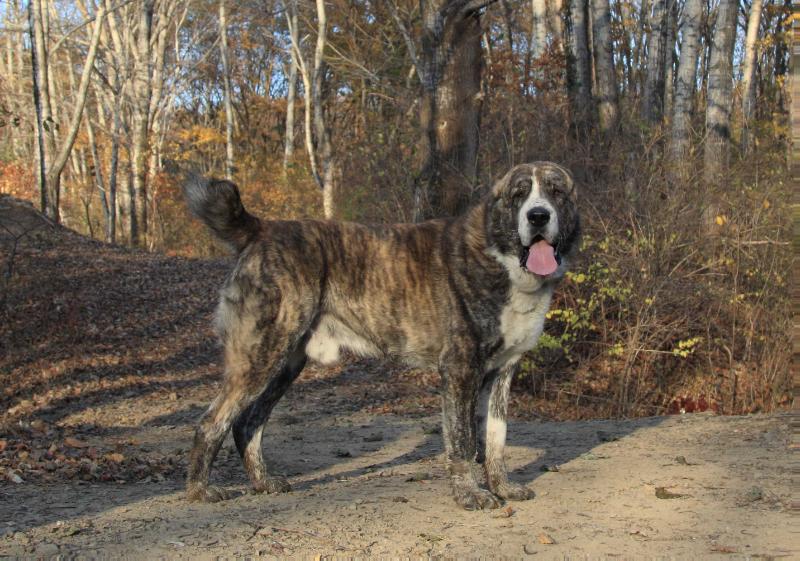 ZURBAT IZ KLOVI | Central Asian Shepherd Dog 