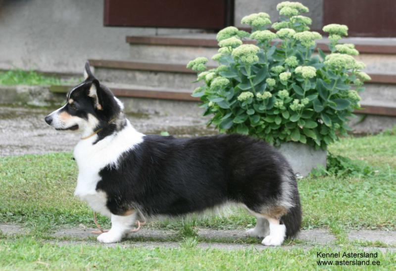 Astersland Sweet'n'Special | Pembroke Welsh Corgi 