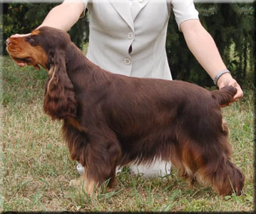 Athina's Product Dancing Girl | English Cocker Spaniel 