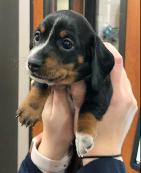 Eridox Andromeda Rose | Dachshund 