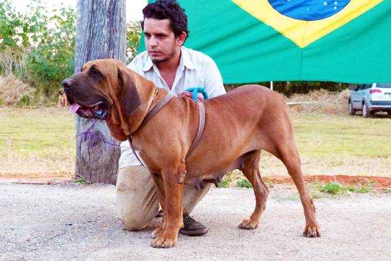 Cuba Fila Roots | Fila Brasileiro 