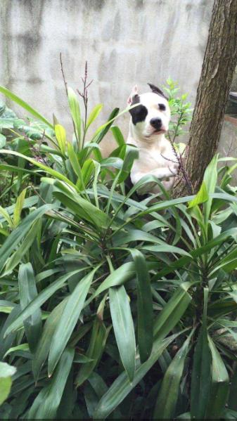 Georgia step | American Staffordshire Terrier 