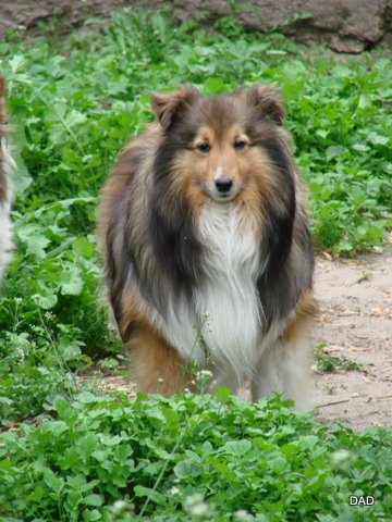 Maple Lane Prince | Shetland Sheepdog 