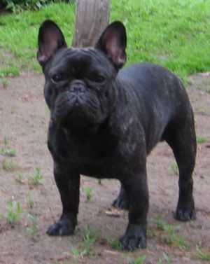 ZON MIREKL KASSIUS KLAY | French Bulldog 